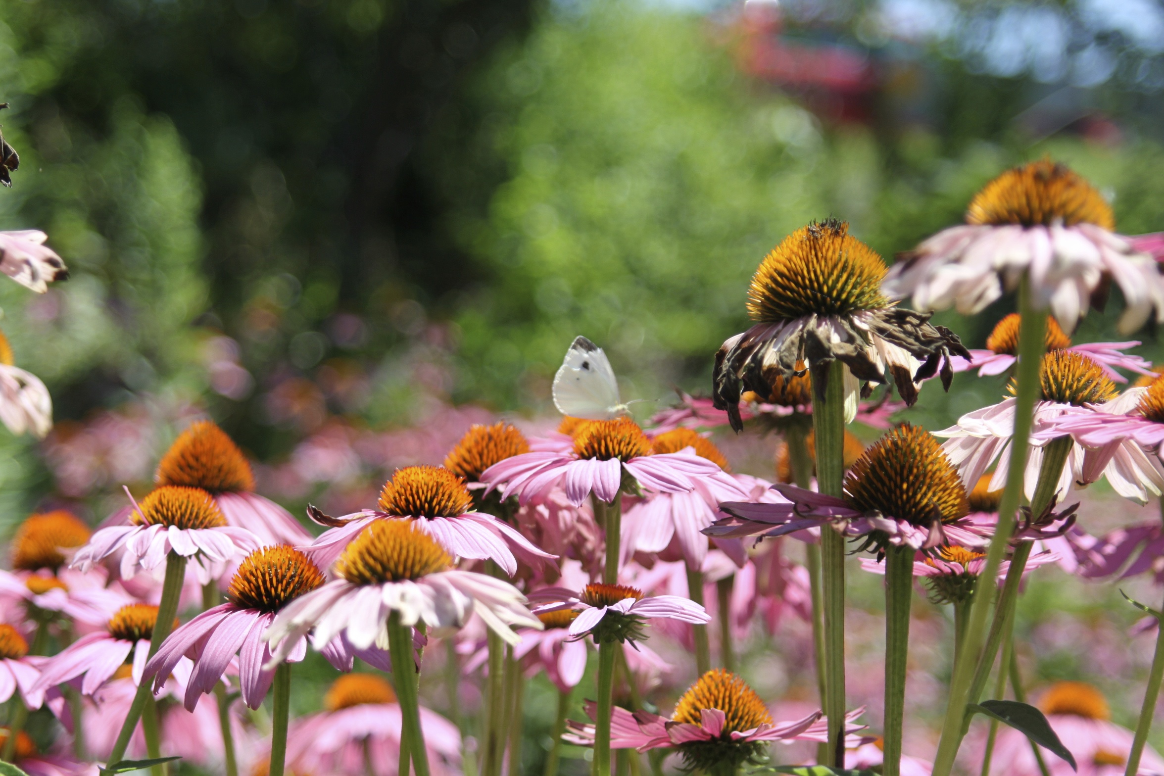 Butterfly on flowers